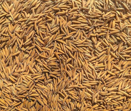 Natural PR-126 Paddy Seed 14%, Certification : FSSAI Certified