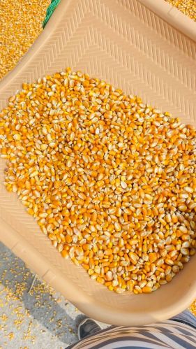 Organic maize, Seed Type : Hybrid, Grade : Feed Grade