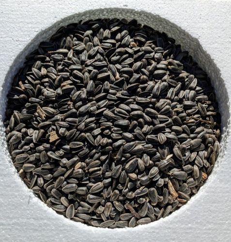 Black sunflower seeds, Packaging Size : 5-10kg for Agriculture