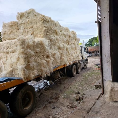 Raw SSUG Grade Sisal Fiber, Thickness : 25-50micron