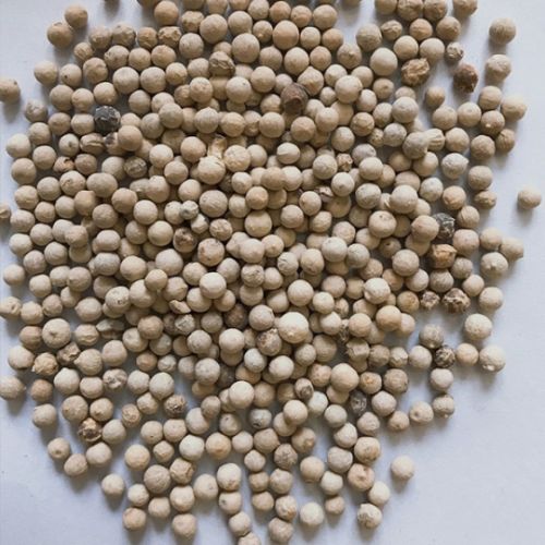 Organic White Pepper Seeds, Packaging Size : 25Kg, 50Kg Food Grade