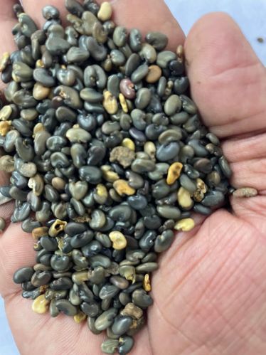 SHIVAM Green Grow Organic Manure Sunhemp Seeds, Color : Dark-brown