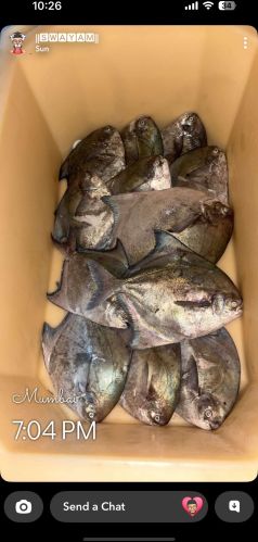 Pomfret fish, Packaging Type : Carton Box, Thermocole Box