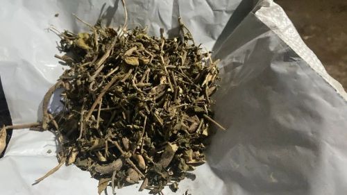 Dried Gurmar Leaves, Packaging Type : Green