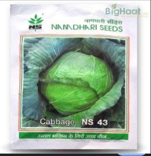 NAMDHARI Natural Ns 43 Cabbage Seed, Color : Green