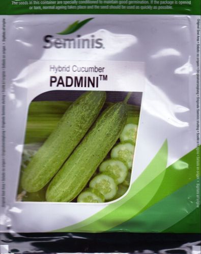 Natural Padmini Cucumber Seminis, Color : Green