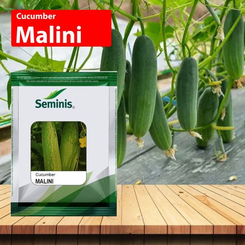 Seminis Malini Cucumber Seeds, Light, Packaging Size : 10GM