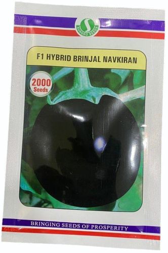 Natural Sungro Navkiran Brinjal F1 Hybrid, Color : Black 12%