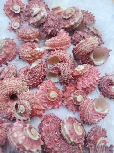 Angaria Rugosa Seashell