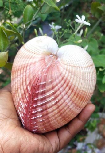 Maoricardium Pseudolima Sea Shells
