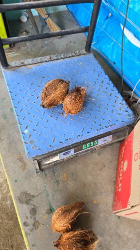 Dried Coconut, Color : Brown, Certification : FSSAI, Purity : 99%