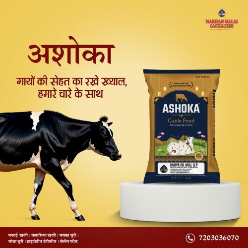 Ashoka Maize Oil Cake Below 10 % For Cattle Feed