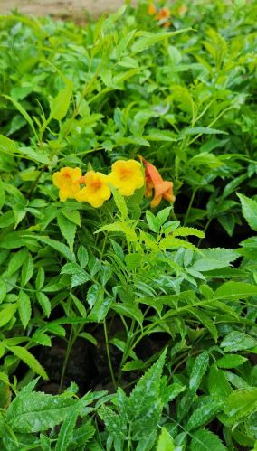 Tecoma Plant, Packaging Type : Plastic Bag, Black Poly Bag