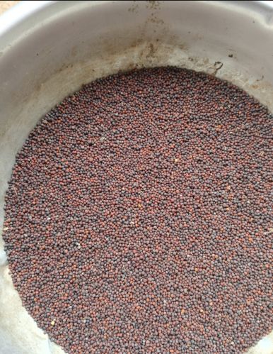  Natural mustard seeds, Packaging Size : 50Kg Food Grade