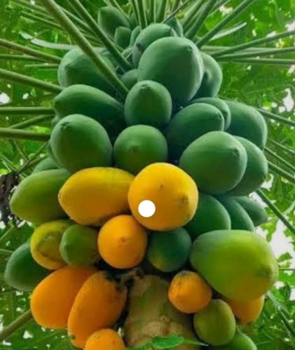 Organic Papaya, Color : Green, Packaging Type : Plastic Box, Carton, Loose, State Of Origin : Karnataka