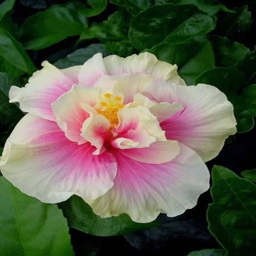 Organic American Hibiscus Plants, Color : Green For Plantation