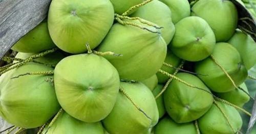 Natural Green Tender Coconut, Packaging Type : Plastic Sack