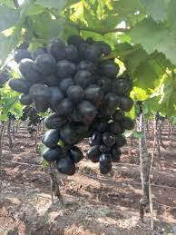 Anushka Organic Black Grapes, Packaging Type : Carton Box