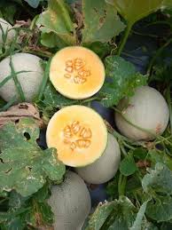 B Grade Kundan Muskmelon, Shape : Round For Human Consumption