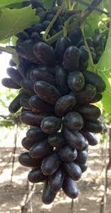 Organic SSN Black Grapes, Packaging Type : Carton Box