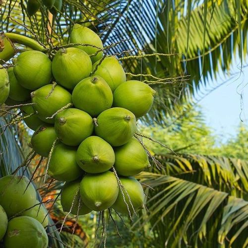 Natural Green Coconut, Packaging Type : Loose For Human Consumption