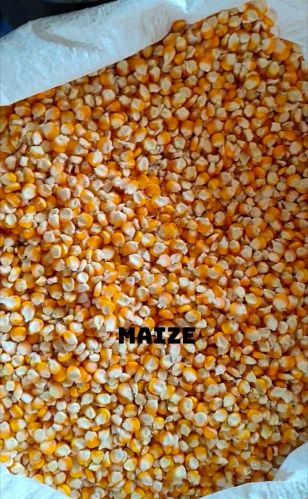 Fine Processed Organic Maize Seeds, Color : Yellow