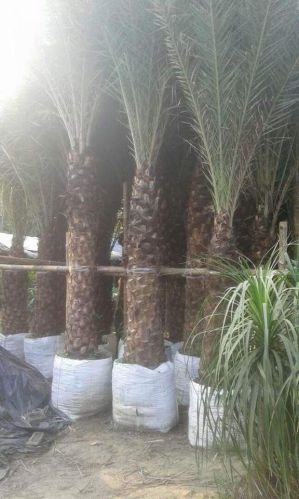Date palm tree for Outdoor Plants, Other Necessities : Well Watered