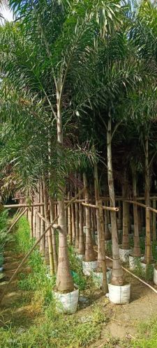 Fox Tails Palm Tree, Packaging Type : Natural Green