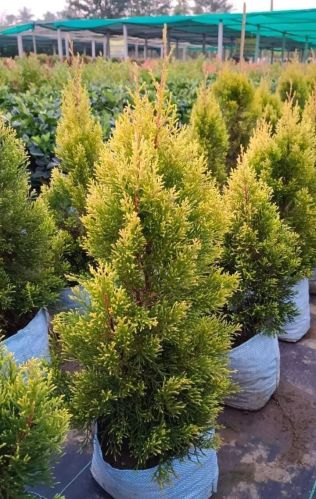 Coated Plastic Golden Cypress Plants Multisizes