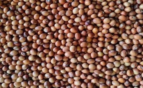 Whole Toor Dal 4 Mm, Packaging Size : 5-25kg