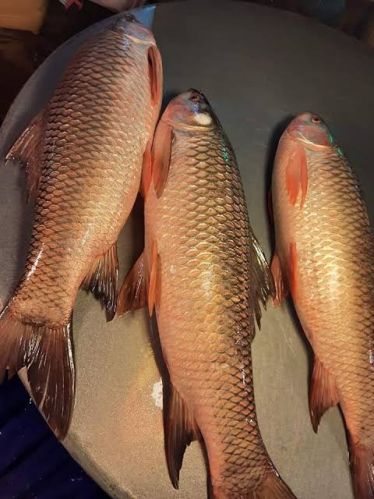 Fresh rohu fish, Shape : Silver, Packaging Type : Vacuum Pack for Food
