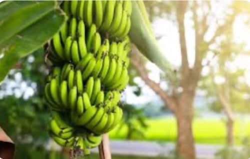 Fresh Banana Fruit, Packaging Size : 15Kg, 25Kg, 50Kg for Home