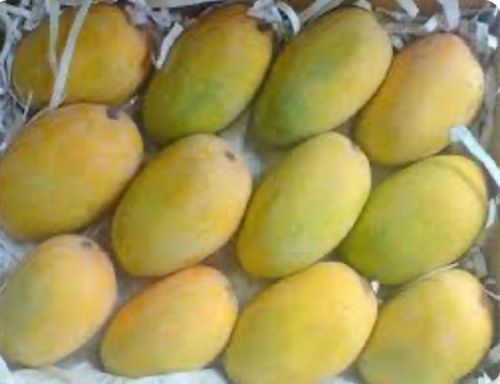 Gir Kesari Natural Kesar Mango, Color : Green