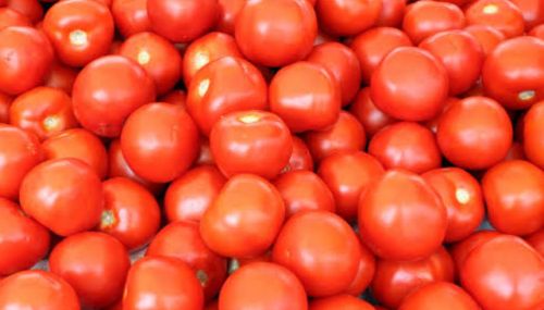 Natural Tomato, Color : Red, Packaging Type : Carton