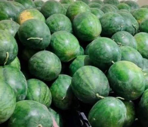 Natural Water Melon, Color : Green, Packaging Size : 50Kg