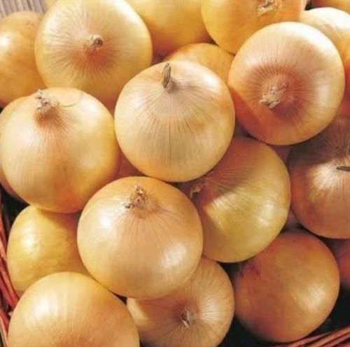 Natural Yellow Onion, State Of Origin : Gujarat