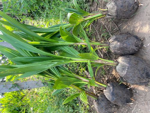 Suvarna Powder Coated Malaysian Green Dwarf Coconut Plant Raw