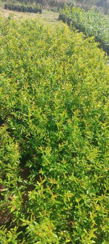 Pomegranate Plants, Color : Green For Fruits