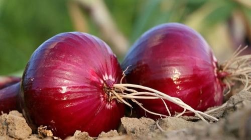 Fresh Red Onion, Color : Pink