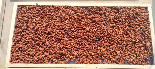 Cocoa Beans, Color : Brown for Bakery Products