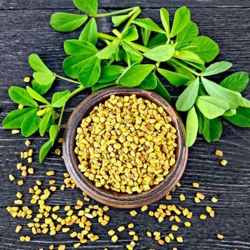 Fenugreek Seed, Color : Brown, Speciality : Rich In Nutrients