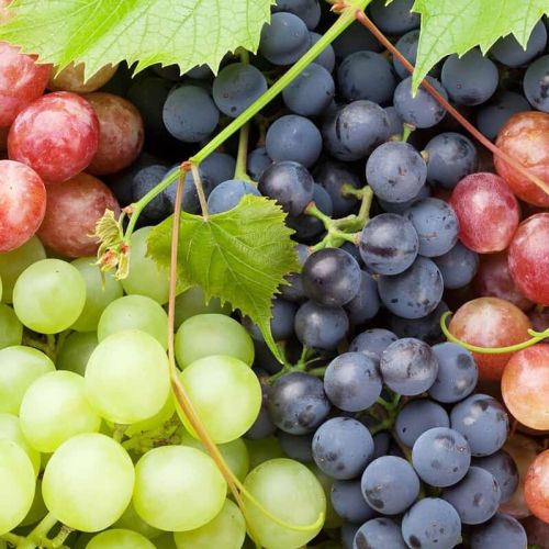 Fresh Grapes, Color : Green, Black, Taste : Sweet Juicy