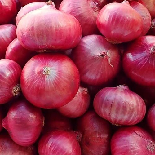 Fresh Onions for Restaurant, Food