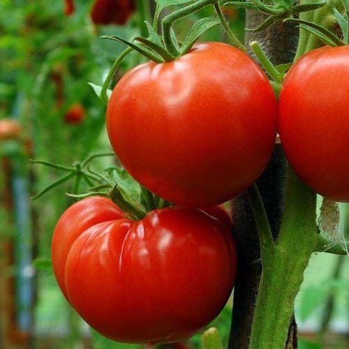 Fresh Red Tomato, Speciality : Organic, Freshly Picked