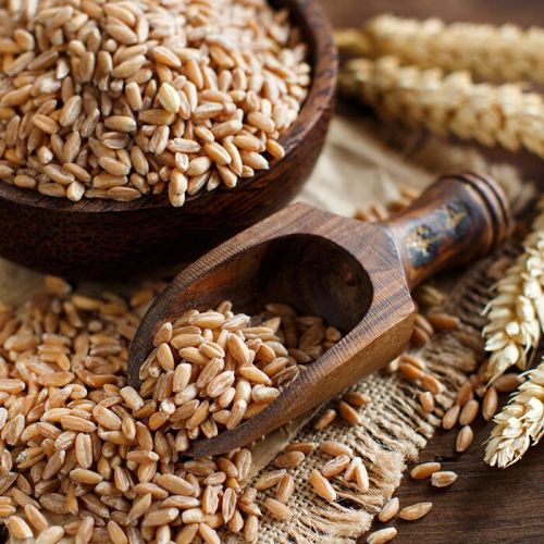 Wheat Seeds, Color : Brown, Speciality : High In Fiber Nutrients