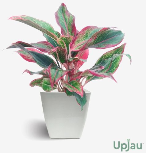 Aglaonema Lipstick, Packaging Type : Nursery Pot Included