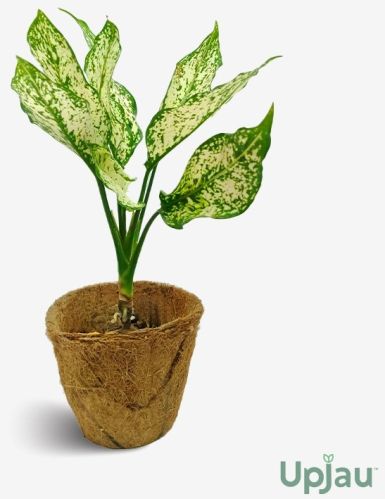 Aglaonema Snow White Plant, Color : Green