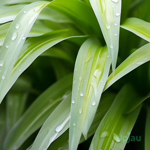 Chlorophytum Green Spider Plant