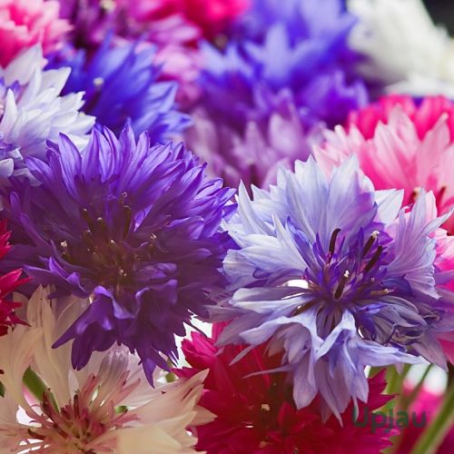 Cornflower-jeet Seeds (50 Seeds), Color : White, Yellow, Lavender