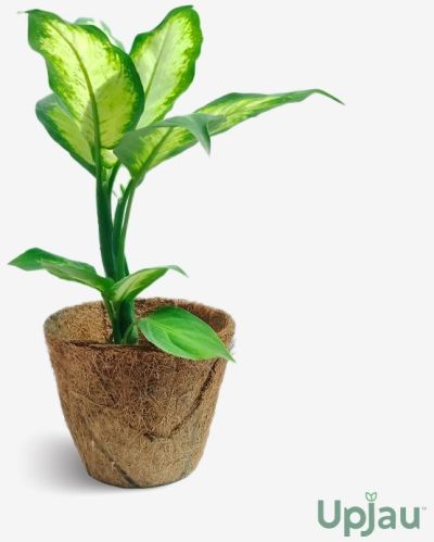 Dieffenbachia Camille Plant, Color : Green Creamy White